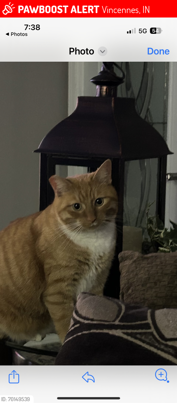 Lost Male Cat last seen North 13th st, Vincennes, IN 47591
