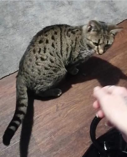 Lost Female Cat last seen Lime Road Guisborough , Redcar and Cleveland, England TS14 6JL