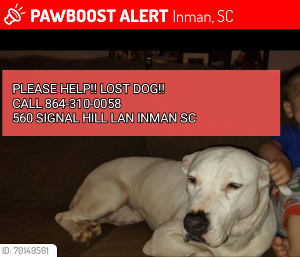 Lost Female Dog last seen Abernathy road inman sc, Inman, SC 29349