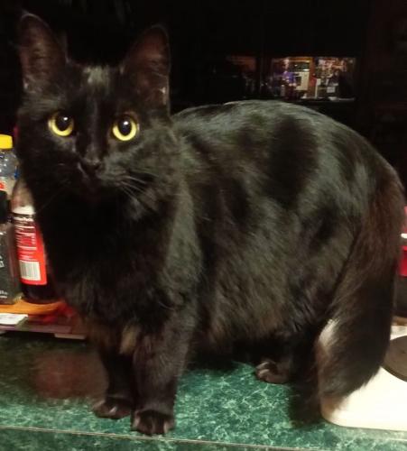 Lost Female Cat last seen Brazos river frontage property, Waco, TX 76705