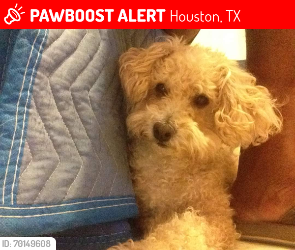 Lost Male Dog last seen Westpark and hwy. 6, Houston, TX 77082
