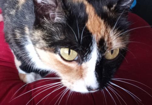 Lost Female Cat last seen Grace Chapel/Northlakes, Hickory, NC 28601