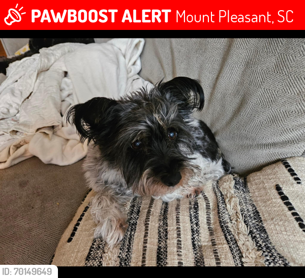 Lost Male Dog last seen Everhope Rd & Woodspring Rd, Mount Pleasant, SC 29466