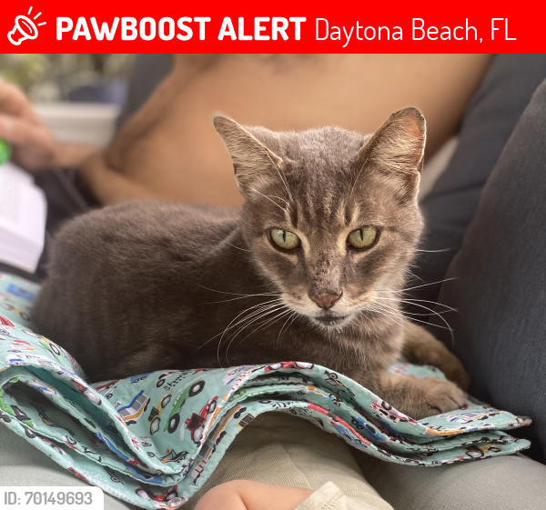 Lost Male Cat last seen 10th & Riverside Dr, Daytona Beach, FL 32117