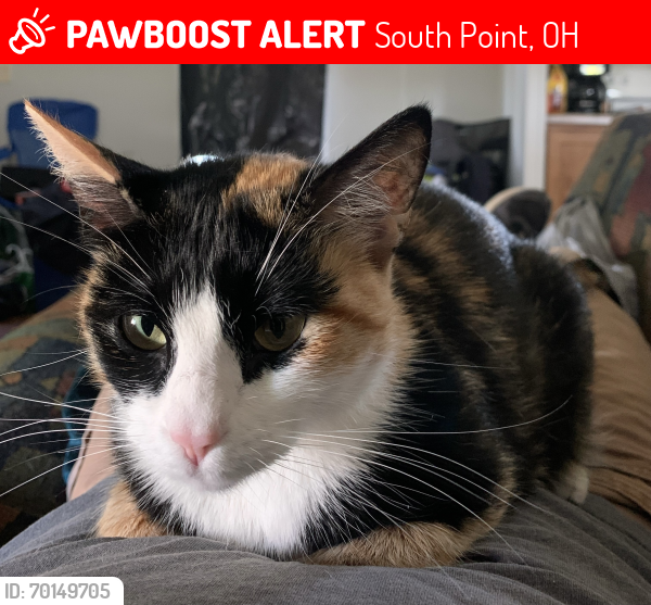 Lost Female Cat last seen Jerry’s pay lake south point Ohio , South Point, OH 45680