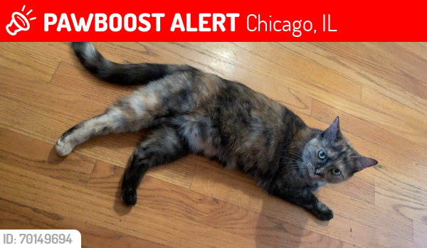 Lost Female Cat last seen North Shore & Harlem, Chicago, IL 60631