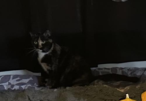 Lost Female Cat last seen Dwyer st., Deltona, FL 32725