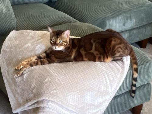 Lost Male Cat last seen Paseo Cerro and Redwing, Carlsbad, CA 92009
