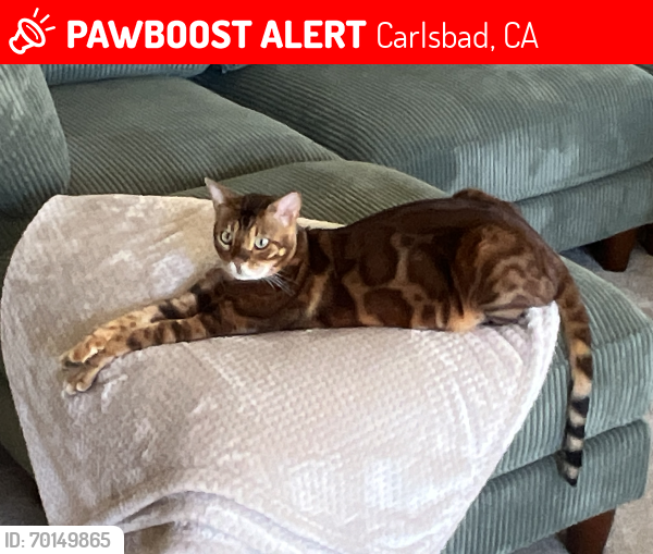 Lost Male Cat last seen Paseo Cerro and Redwing, Carlsbad, CA 92009