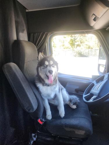 Lost Male Dog last seen Near express dr n Hauppauge ny and 495 freeway , Hauppauge, NY 11788