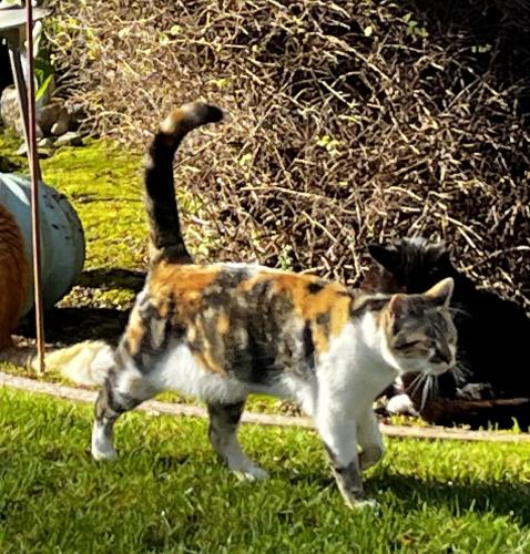 Lost Female Cat last seen Between Dana and Park, San Jose, CA 95126