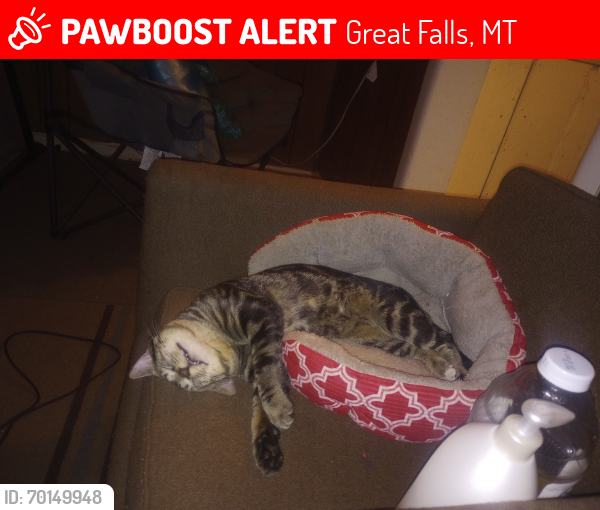 Lost Male Cat last seen Near 14th St sw, Great Falls, MT 59404