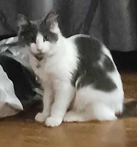Lost Female Cat last seen Madison, Webb City, MO 64870