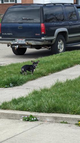 Found/Stray Male Dog last seen Fareham Ct, Columbus, OH 43232