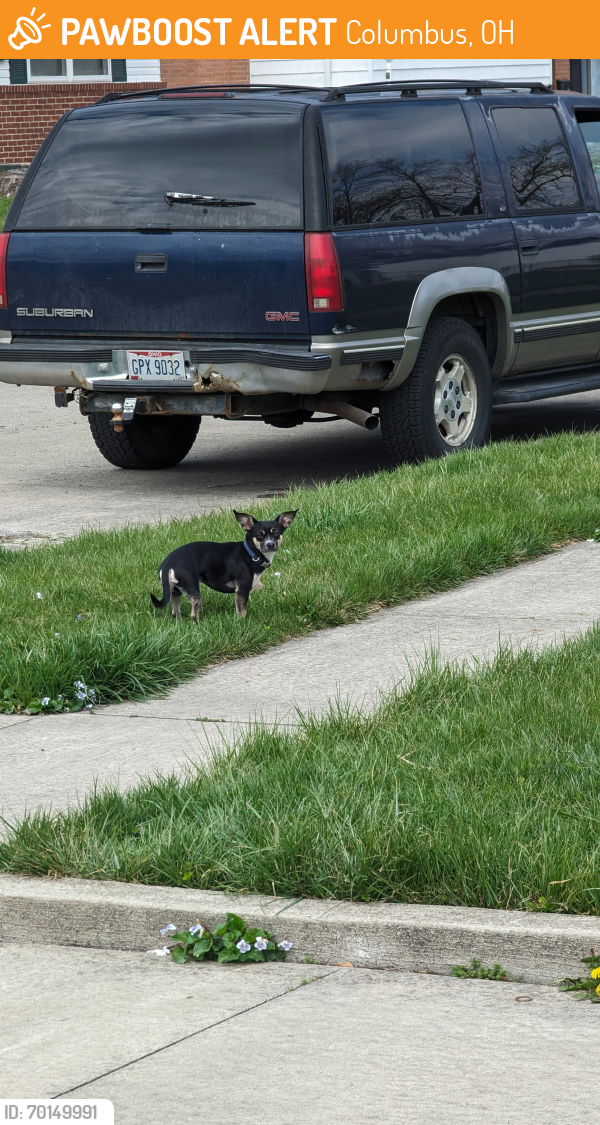 Found/Stray Male Dog last seen Fareham Ct, Columbus, OH 43232