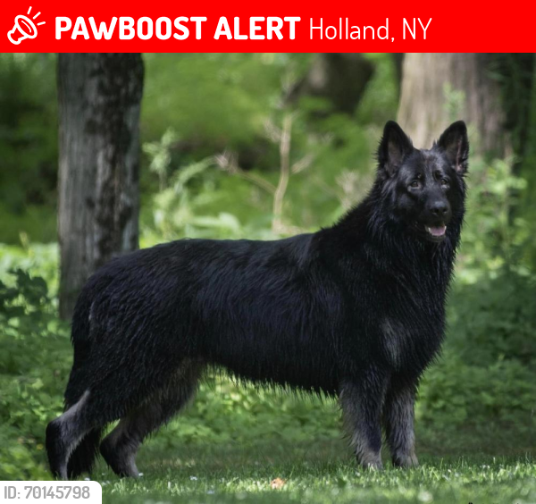 Lost Female Dog last seen Rise & Swine Farm/Ward Rd. dead-end, Holland, NY 14080