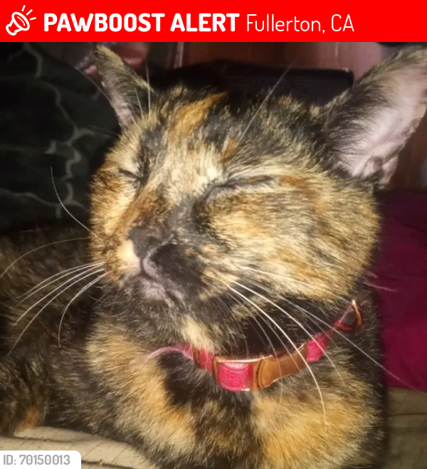 Lost Female Cat last seen E Rosslynn Ave and S Acacia Ave , Fullerton, CA 92832