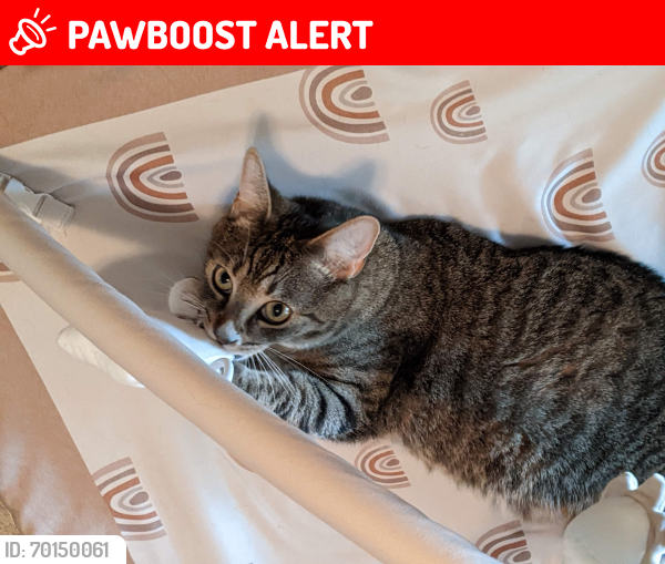 Lost Male Cat last seen Pace Cemetery, Zirconia, NC, Henderson County, NC 28790