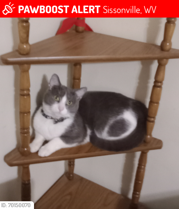 Lost Male Cat last seen Save a lot , Sissonville, WV 25320