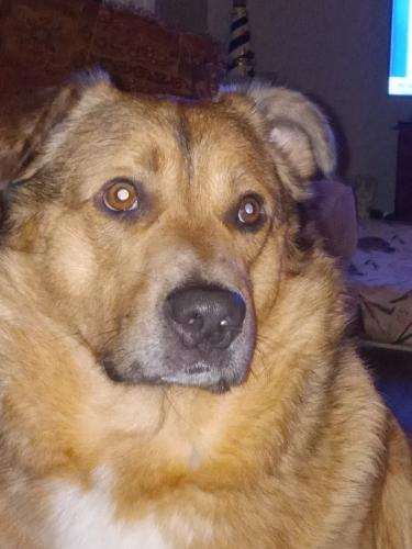 Lost Male Dog last seen S gas station/Walmart I-59, Sylacauga, AL 35150
