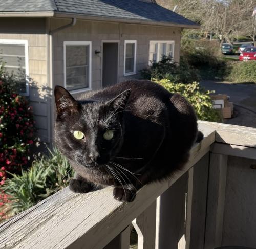 Lost Male Cat last seen Fairview Ave SE and High St, Salem, OR 97302