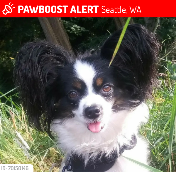 Lost Female Dog last seen Aurora ave and Stone, Seattle, WA 98133