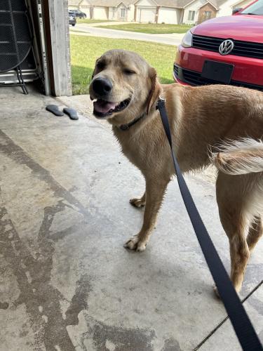 Lost Male Dog last seen We currently have this dog , Allen County, IN 46818