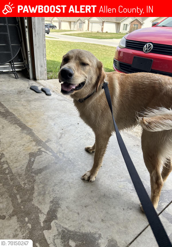 Lost Male Dog last seen We currently have this dog , Allen County, IN 46818