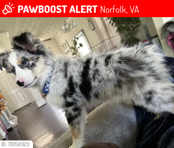 Lost Male Dog last seen Norfolk Area-  Near Norfolk International Airport Intersection of Woolsey St and Azalea Garden and Swell’s Point Road to be exact, Norfolk, VA 23513