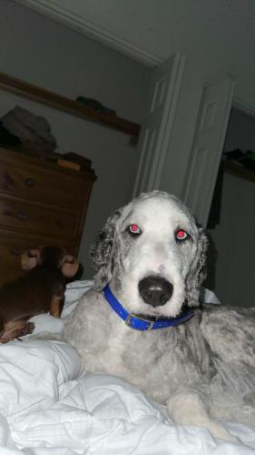 Lost Male Dog last seen Behind whole foods, Tallahassee, FL 32303