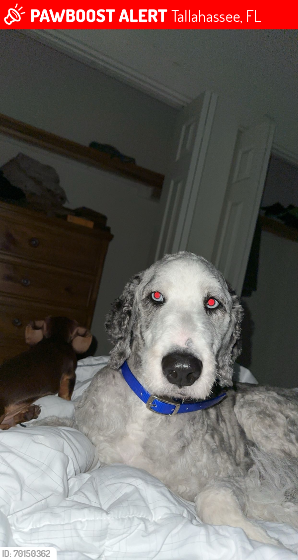 Lost Male Dog last seen Behind whole foods, Tallahassee, FL 32303