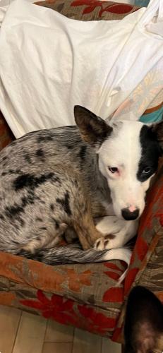 Lost Female Dog last seen Near lake ave whiting Indiana, Whiting, IN 46394