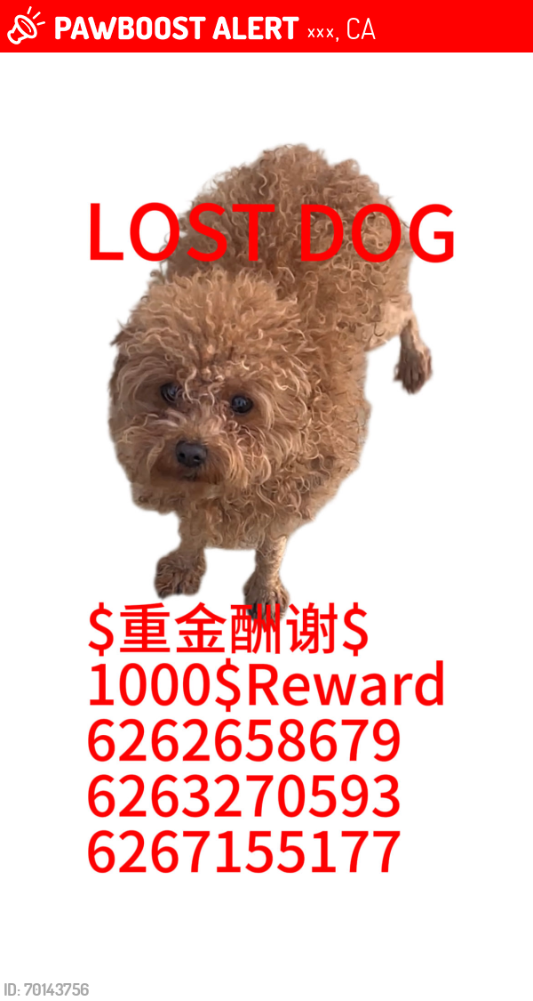 Lost Female Dog last seen Pathfinder Rd rowland heights, 罗兰岗, CA 91748