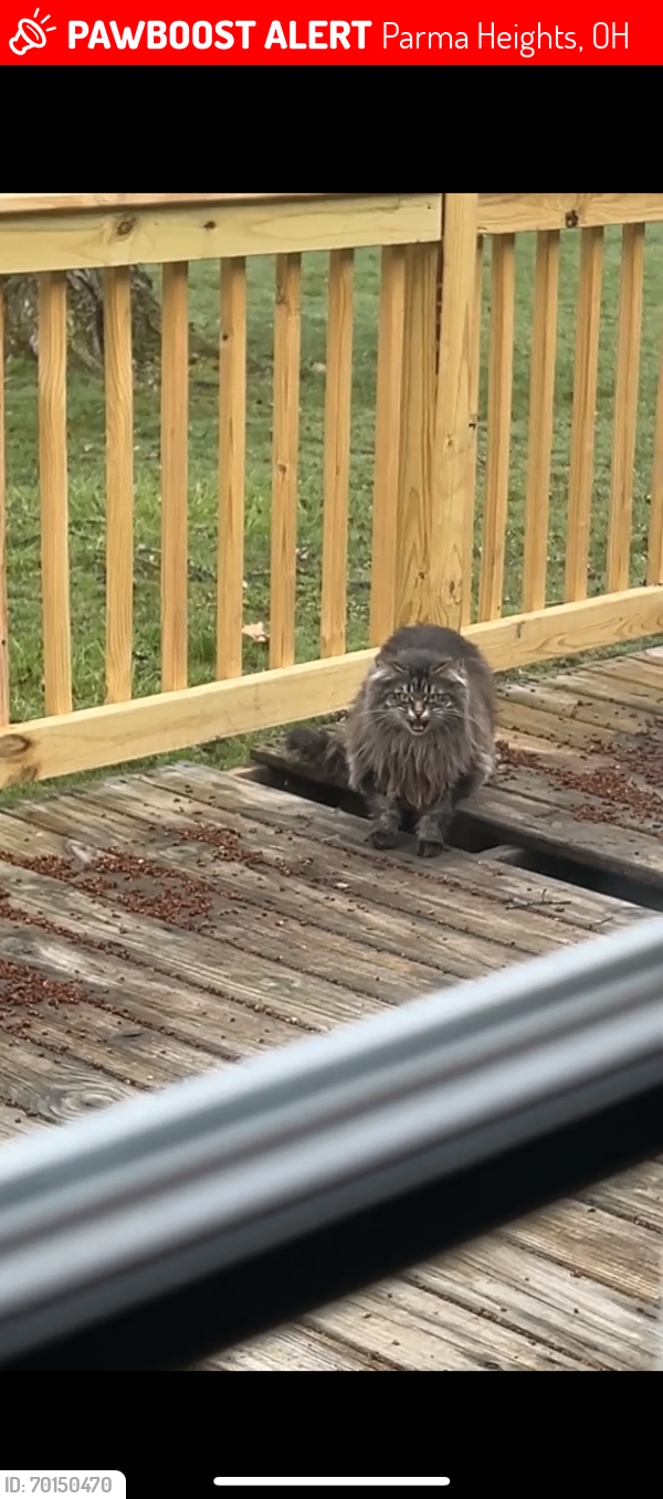 Lost Unknown Cat last seen Near mallo place Parma heights, Parma Heights, OH 44130