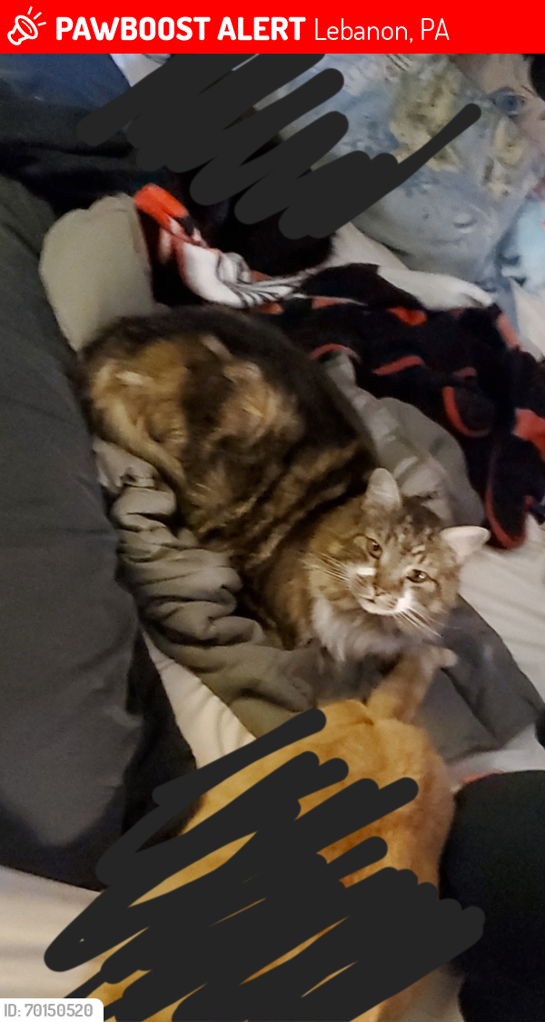 Lost Male Cat last seen East guilford, Lebanon, PA 17046