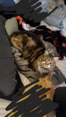 Lost Male Cat last seen East guilford, Lebanon, PA 17046