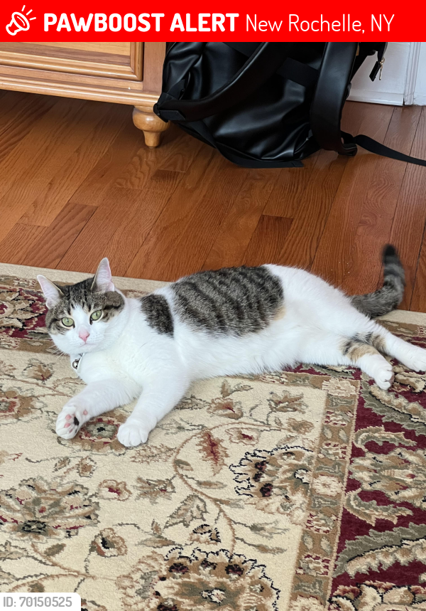 Lost Female Cat last seen Ranger place and Overlook Road , New Rochelle, NY 10804