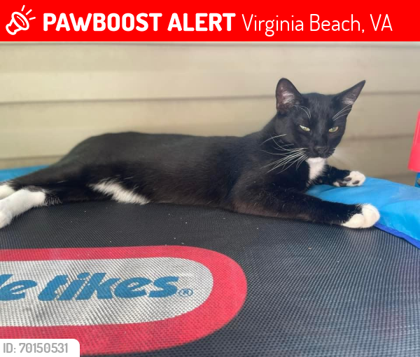 Lost Male Cat last seen Pleasure hse rd and shore dr. , Virginia Beach, VA 23455