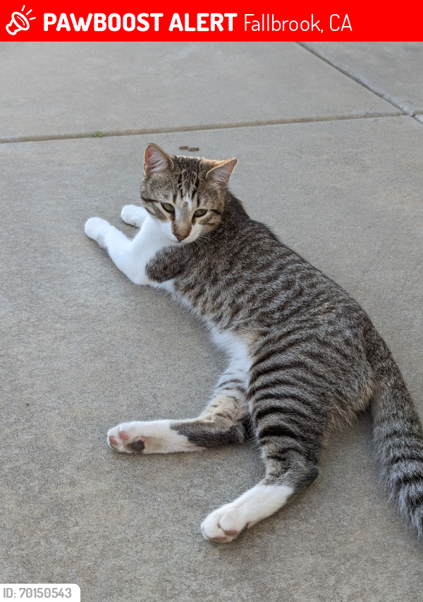 Lost Male Cat last seen E. Alvarado Street, Fallbrook, CA 92028