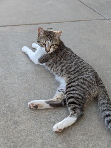 Lost Male Cat last seen E. Alvarado Street, Fallbrook, CA 92028
