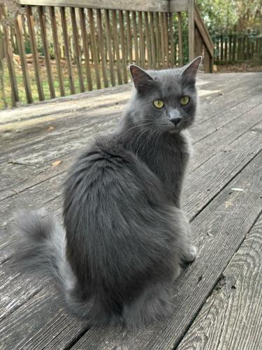 Lost Male Cat last seen Near Meadowrun Drive, Durham, NC 27707