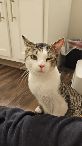 Found/Stray Male Cat last seen Stresswood CT, Columbus, OH 43085