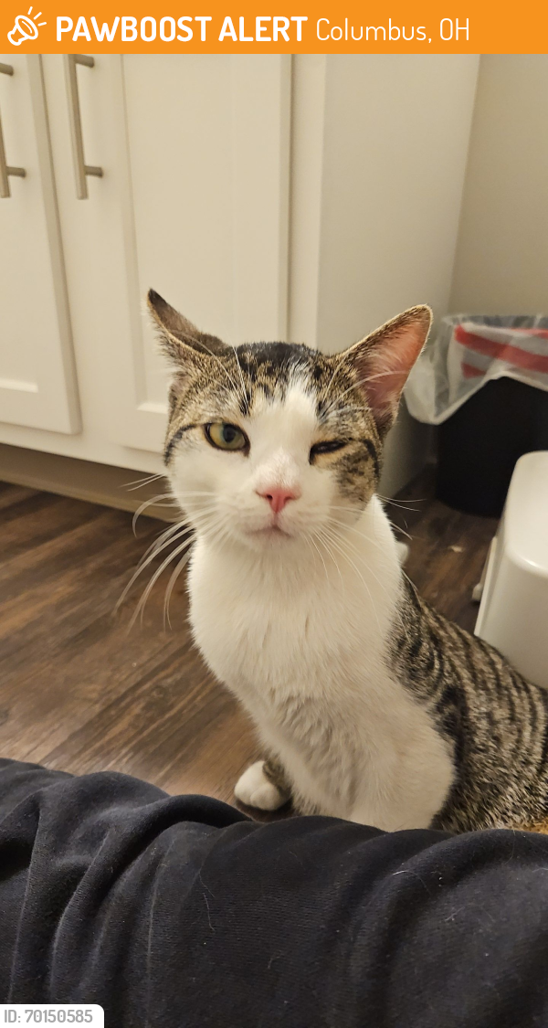 Found/Stray Male Cat last seen Stresswood CT, Columbus, OH 43085