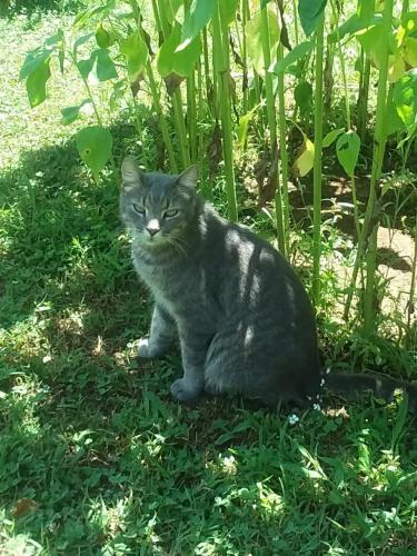 Lost Male Cat last seen McIntire Dr. and Robinson Dr. near Cayce Ln., Columbia, TN 38401