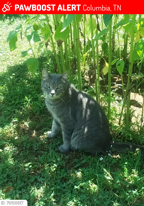 Lost Male Cat last seen McIntire Dr. and Robinson Dr. near Cayce Ln., Columbia, TN 38401