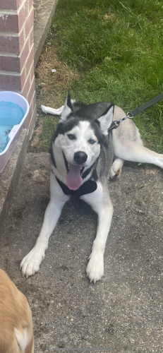 Lost Male Dog last seen Fort smith , Fort Smith, AR 72901
