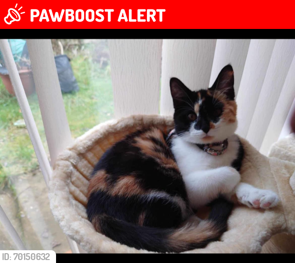 Lost Female Cat last seen Garry Walk, Craigshill, Livingston , West Lothian, Scotland EH54