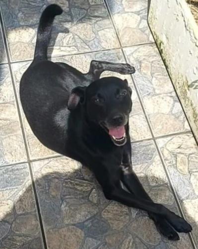 Lost Male Dog last seen Rua Estrada do Gavião - Biritiba - Ussu, Mogi das Cruzes, SP 