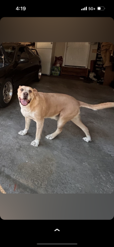 Lost Male Dog last seen Near south and 4800 west , West Valley City, UT 84120
