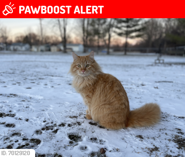Lost Male Cat last seen North River Rd by North River Animal hosp , Fort Gratiot Township, MI 48059